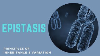 Epistasis  Types and Tricks to remember ratio  Epistatic and Hypostatic gene  Gene Interaction [upl. by Odracir736]