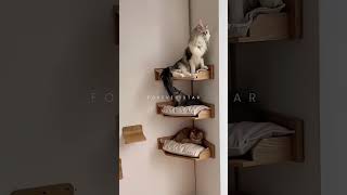 Aye na aye na Babu cat cute love catlover viralvideo viralshorts viralreels [upl. by Edlitam464]