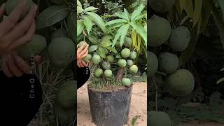 How to Grow Mango Tree at Home 🥭 Using Aloevera plants farming shorts [upl. by Nored]