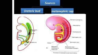 Development of kidney Urinary system 4 [upl. by Earahs]