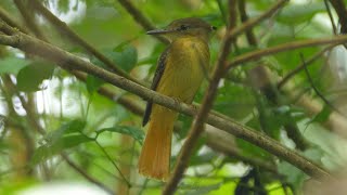 Tropical Royal Flycatcher and its Call [upl. by Dianuj]