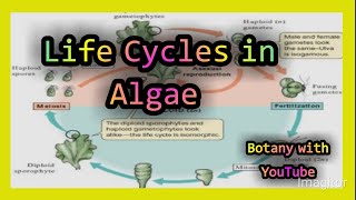 Life cycles in algae  Life cycle in algae  algae Life cycle  Life cycle of algae  algae  cycle [upl. by Shena]