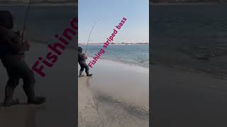 Fishing striped bass [upl. by Krystle312]