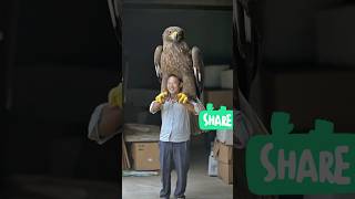 Largest Eagle shortvideo youtubeshorts short [upl. by Sidnak659]