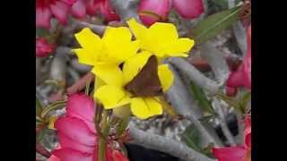 Pachypodium pollination by natural pollinator Monk Skipper Asbolis capucinus [upl. by Eremahs903]