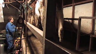 Marechal Film  Traite des Vaches et Biberon des Veaux [upl. by Doyle369]