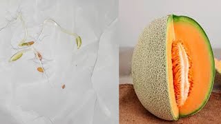 Rock melon seed germination in tissue paper  Melon plant growing  paper towel germination [upl. by Abshier204]