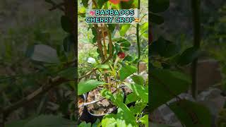 🍒Barbados cherry crop Finally I enjoy my acerola berries acerola barbadoscherry [upl. by Peedsaj]