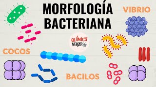 LA FORMA DE LAS BACTERIAS l MORFOLOGÍA BACTERIANA MICROBIOLOGÍA l CLASIFICACIÓN BACTERIANA [upl. by Retnuh93]