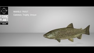 Fishing Planet  Tiber River  Unique  Marble Trout  Spin [upl. by Ammeg]