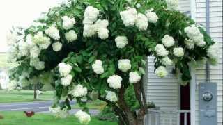 PeeGee PG Tree Hydrangea  Hydrangea paniculata Grandiflora  Late Summer Flowering Shrub [upl. by Eberle]