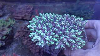 Acropora Aculeus XXL coral gandalf [upl. by Hinze]