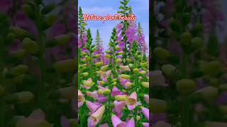 Nature plant 🌷☘️🏡 beauty 🌺flowers plants beautiful look love nature garden viral shorts [upl. by Gregoor]