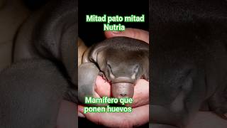 😱Mamífero que PONEN HUEVOS ornitorrinco shortsvideo school [upl. by Dauf275]