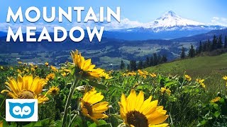 Relaxing Meadow and Mountain with Ambient Nature Sounds for Calming and Focus [upl. by Lilybel171]