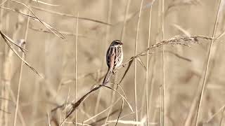 쇠검은머리쑥새 Emberiza yessoensis [upl. by Ydde]