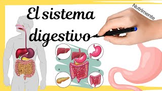 El SISTEMA DIGESTIVO humano [upl. by Beaston]