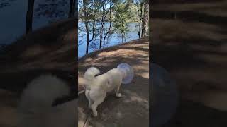 Mamas little cone head Walk around the lake [upl. by Amice]