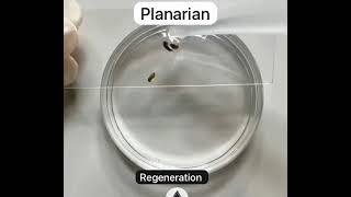 Planarian Regeneration real time live [upl. by Laeahcim]