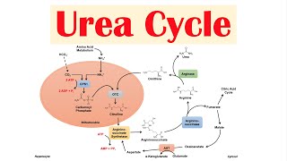 Urea Cycle  Purpose Enzymes amp Regulation [upl. by Caputto892]