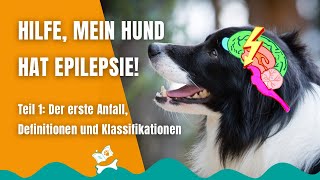 Epilepsie beim Hund 18 Plötzlich Gewitter im Kopf des Hundes Definitionen und Grundbegriffe [upl. by Froh]