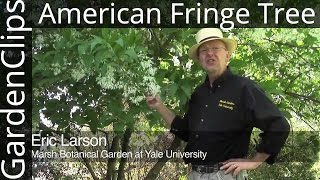 American Fringe Tree  Chionanthus virginicus [upl. by Caines]