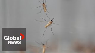 What is the deadly Triple E mosquito virus spreading through northeastern US [upl. by Wanids690]