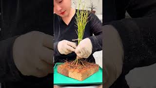 The process of making a bonsai tree [upl. by Sirob618]