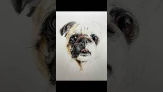 Realistic dog portrait FaberCastellGroup polychromos coloredpencils [upl. by Ahselef997]