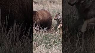 Coyote hazes grizzly bear to protect pups shorts outdoors nature animals wildlife [upl. by Lleroj]