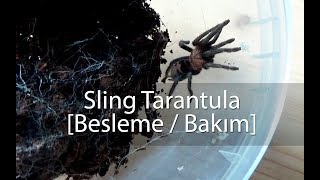 Bebek Tarantula Besleme  Bakım [upl. by Venterea]