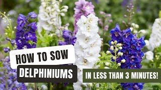 Sowing Dazzling Delphiniums From Seed [upl. by Pail]