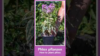 How to plant phlox [upl. by Yro]