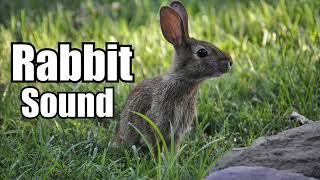 10 Minutes  Rabbit Sound Effect  different Rabbit sounds  HIGH QUALITY [upl. by Annawat16]