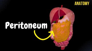 Peritoneum Parts Lesser amp Greater Omentum Mesentery Peritoneal Cavity [upl. by Aerdnael]