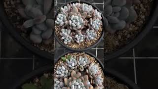 Pachyphytum Machucaebaby finger succulent plants garden cactus shots [upl. by Ocsecnarf]