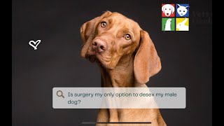 Is surgery the only way to desex my male dog Vets of Geelong [upl. by Eram]