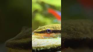 My CUTE Otocinclus Catfish Eating An Algae Wafer 🐟 shorts [upl. by Refynnej]