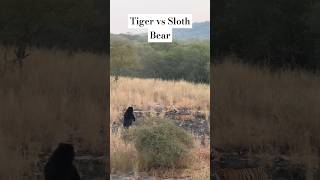 Tigers vs Sloth Bear travelfromhome shorts ytshorts viral ranthambore trending tigerreserve [upl. by Allmon335]