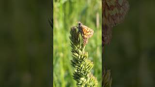 Толстоголовка палемон Carterocephalus palaemon насекомые insects butterfly бабочки lepidoptera [upl. by Nitsirk674]