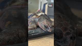 Loggerhead sea turtle rescued off BC coast 🌊 AnimalRescue [upl. by Morentz]