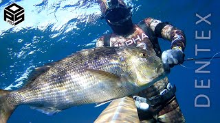 PESCASUB Dentice Gigante improvviso a riva Pesca subacquea nel sottocosta  Spearfishing dentex 2023 [upl. by Phalan]