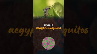 Female Aegypti Mosquites  General Science parchamclasses ssc [upl. by Ardnas]