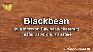 Blackbean castanospermum australe [upl. by Anaicul74]