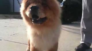 Chow chow dog grooming [upl. by Neleb]