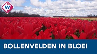 Bloembollenvelden in de Bollenstreek staan in bloei  OMROEP WEST [upl. by Sherlocke]