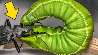 15 DEADLY AND STRANGE CATERPILLARS  they look alien [upl. by Kaye568]