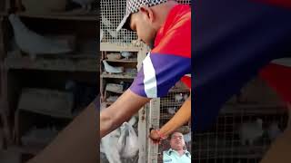 Pigeon lovers funny pigeon birds funny love comedy remix song [upl. by Stover737]