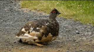 Belokur horsky Lagopus muta Rock Ptarmigan Hana Vytopilova Adolf Goebel [upl. by Siegel]