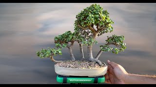 Raft style forest portulacaria afra maintenance trimming  Little Jade Bonsai [upl. by Anastatius]